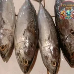 Ikan Tongkol Predator Laut Punya Kecepatan