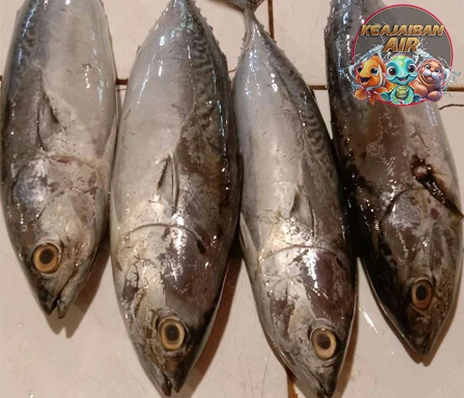 Ikan Tongkol Predator Laut Punya Kecepatan