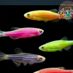 Ikan Zebra Danio Cantik dan Mudah Dipelihara