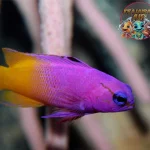 Royal Gramma 62 Cara Jinakkan Ikan Cantik Ini