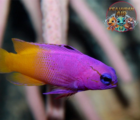 Royal Gramma 62 Cara Jinakkan Ikan Cantik Ini