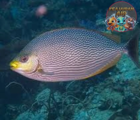 Ikan Baronang Dulu Dihina, Kini Diburu!