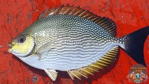 Ikan Baronang Dulu Dihina, Kini Diburu!