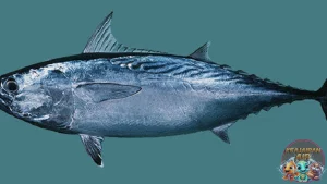 Ikan Tongkol Predator Laut Punya Kecepatan