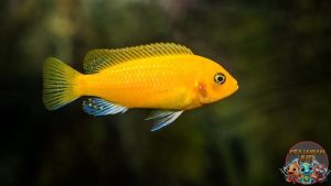 Ikan Lemon: Si Cantik yang Menghiasi Lautan