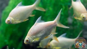 Ikan Enang: Adaptasi Unik di Lingkungan Ekstrem