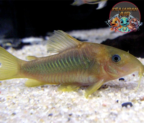 Ikan Corydoras Si Pembersih Andalan Happy