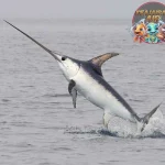 Ikan Xiphias Ikan Tercepat di Samudra Cuy