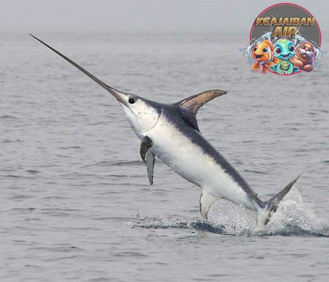 Ikan Xiphias Ikan Tercepat di Samudra Cuy