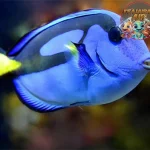 Blue Tang Lebih dari Sekadar Ikan, Ini Karya Seni Alam!
