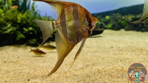 Ikan Bidadari: Bukan Cuma Cantik Ekosistem Laut