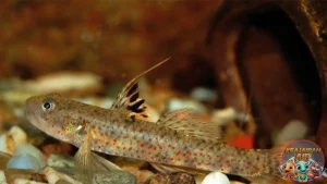 Ikan Goby Si Penghuni Dasar yang Punya Skill