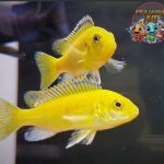 Ikan Lemon: Si Cantik yang Menghiasi Lautan