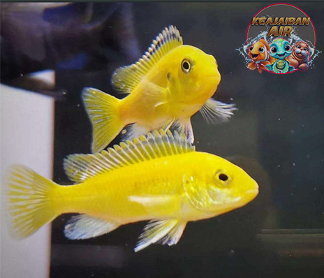 Ikan Lemon: Si Cantik yang Menghiasi Lautan