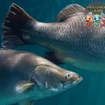 Ikan Barramundi Si Murai Air yang Menjadi Favorit