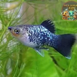 Ikan Platy: Kecil Cabe Rawit, Kuat Banget!