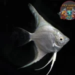 Ikan Bidadari: Bukan Cuma Cantik Ekosistem Laut