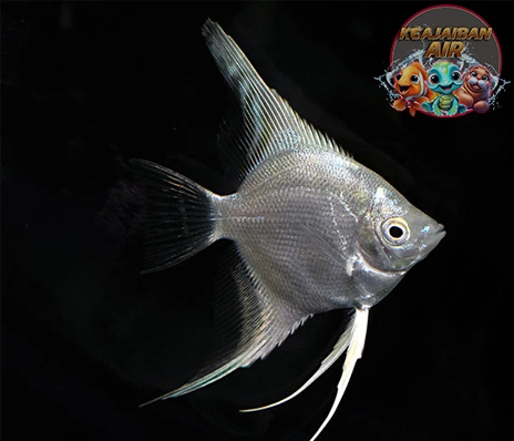 Ikan Bidadari: Bukan Cuma Cantik Ekosistem Laut