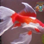 Ikan Komet: Bukan Sekadar Ikan Biasa, Lho!