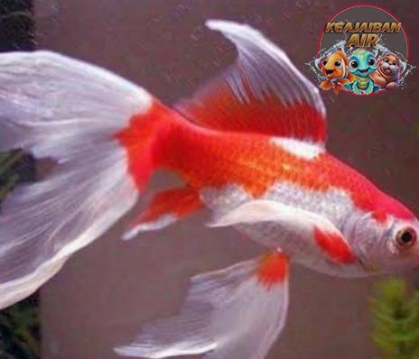 Ikan Komet: Bukan Sekadar Ikan Biasa, Lho!