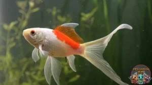 Ikan Komet: Bukan Sekadar Ikan Biasa, Lho!