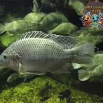 Ikan Mujair Segar Penuh dari Sungai!