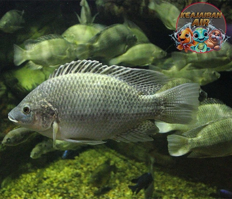 Ikan Mujair Segar Penuh dari Sungai!