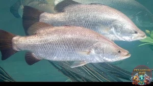 Ikan Barramundi Si Murai Air yang Menjadi Favorit