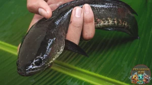 Ikan Bayong: Simbol Kehidupan Sungai Lokal