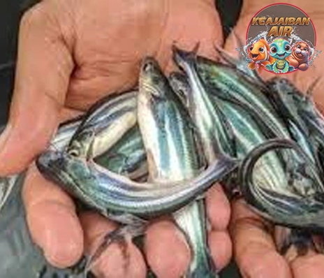 Ikan Patin Bertahan Di Air Keruh