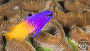 Royal Gramma 62 Cara Jinakkan Ikan Cantik Ini