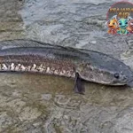 Ikan Bayong: Simbol Kehidupan Sungai Lokal