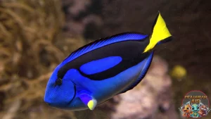 Blue Tang Lebih dari Sekadar Ikan, Ini Karya Seni Alam!