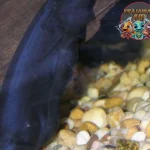 Ikan Black Ghost Wajib Ada di Akuarium Lu