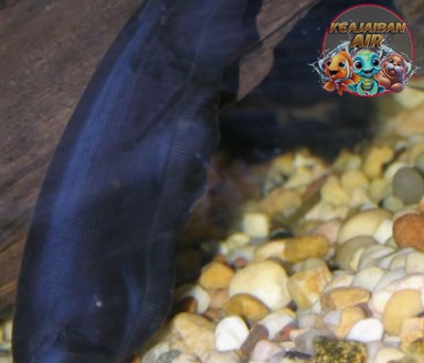 Ikan Black Ghost Wajib Ada di Akuarium Lu