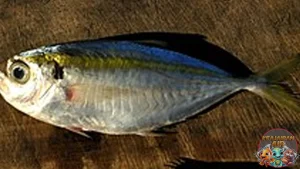 Ikan Selar Kuning Hidup untuk Hasil Maksimal