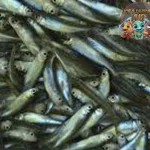 Ikan Enang: Adaptasi Unik di Lingkungan Ekstrem