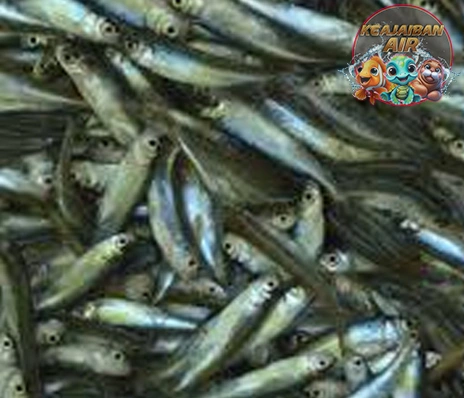 Ikan Enang: Adaptasi Unik di Lingkungan Ekstrem