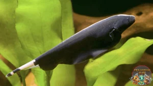 Ikan Black Ghost Wajib Ada di Akuarium Lu