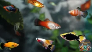 Ikan Platy: Kecil Cabe Rawit, Kuat Banget!