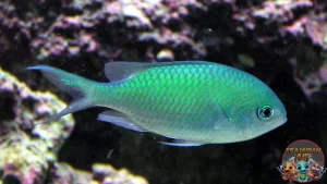 Ikan Kromium Hijau Keunggulan Kece Indah