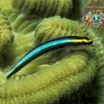 Shark Nose Goby: Si Tukang Bersihin Karang