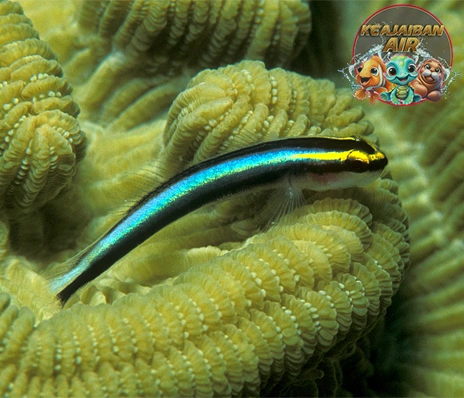 Shark Nose Goby: Si Tukang Bersihin Karang
