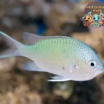 Ikan Kromium Hijau Keunggulan Kece Indah