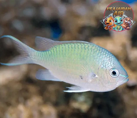 Ikan Kromium Hijau Keunggulan Kece Indah