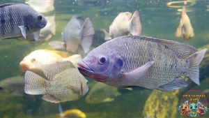 Ikan Mujair Segar Penuh dari Sungai!