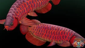 Arwana Ikan Legendaris dengan Sisik Emasnya!