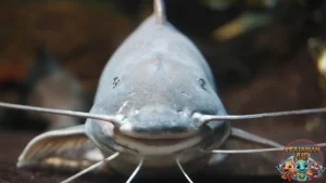 Ikan Patin Bertahan Di Air Keruh