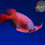 Arwana Ikan Legendaris dengan Sisik Emasnya!