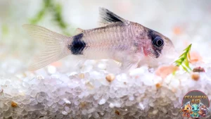 Ikan Corydoras Si Pembersih Andalan Happy